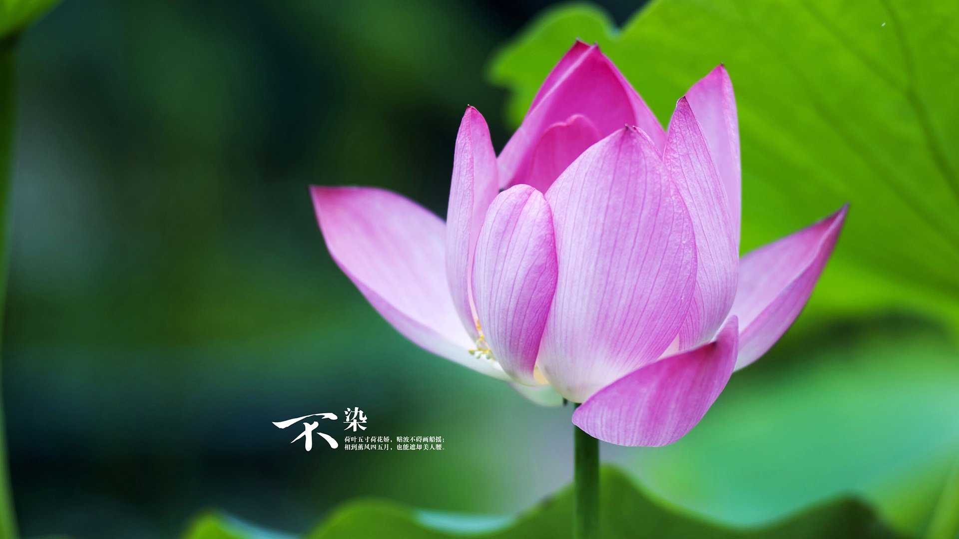 2026世界杯惊天跨界,圣安东尼奥马刺篮球式打法狂胜山西汾酒,绿茵场掀起战术革命!